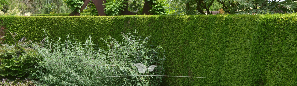 Thuja haagplant in tuin | Gardline